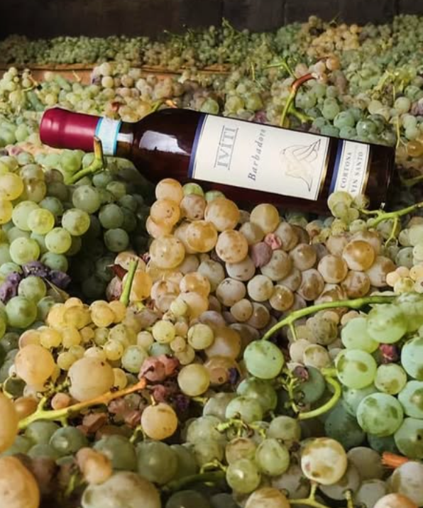 IViti - Light lunch Toscana Iviti