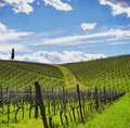 Viticcio Farm - Chianti Classico Tour & Tasting