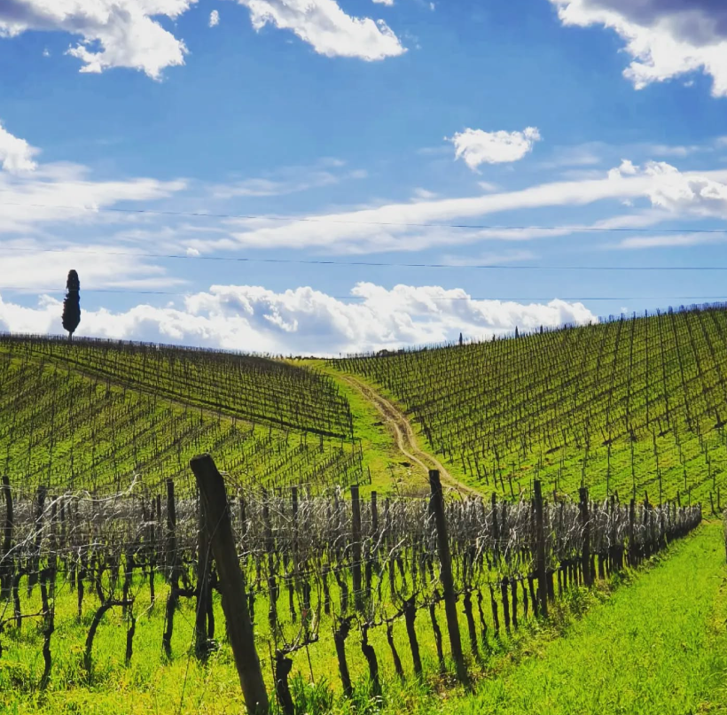 Fattoria Viticcio - Soggiorno & Degustazione Toscana Fattoria Viticcio