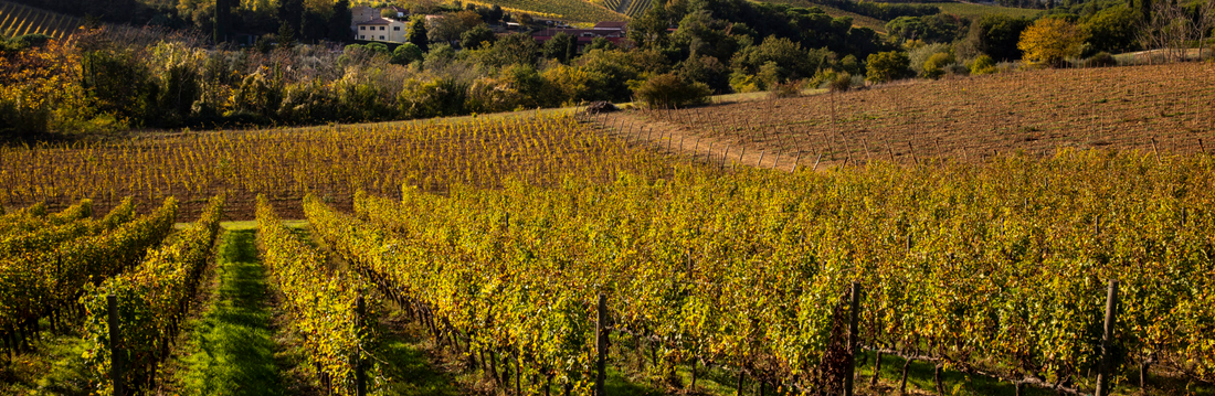 Il Palagetto - Soggiorno Premium & Degustazione Toscana Az.agr Palagetto