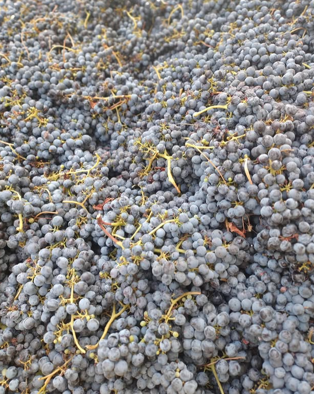 Chielisò di Sofia Ribaldone - Dalla vigna al calice