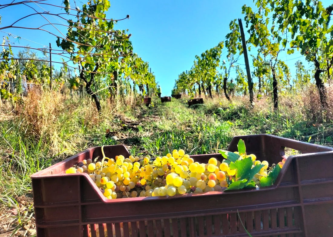 De Sanctis - Vineyard Stay and Tasting for 2
