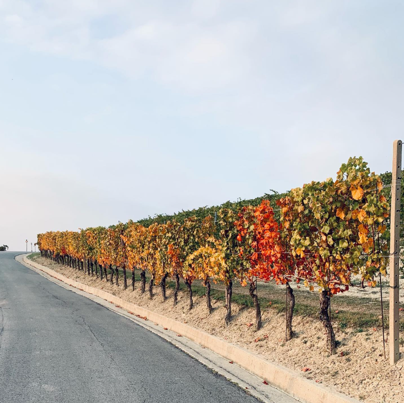 Tenuta PianPolvere - Degustazione 7 vini in Barolo Piemonte Tenuta PianPolvere