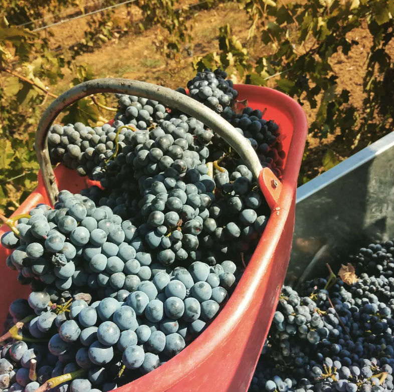 Chielisò di Sofia Ribaldone - Dalla vigna al calice
