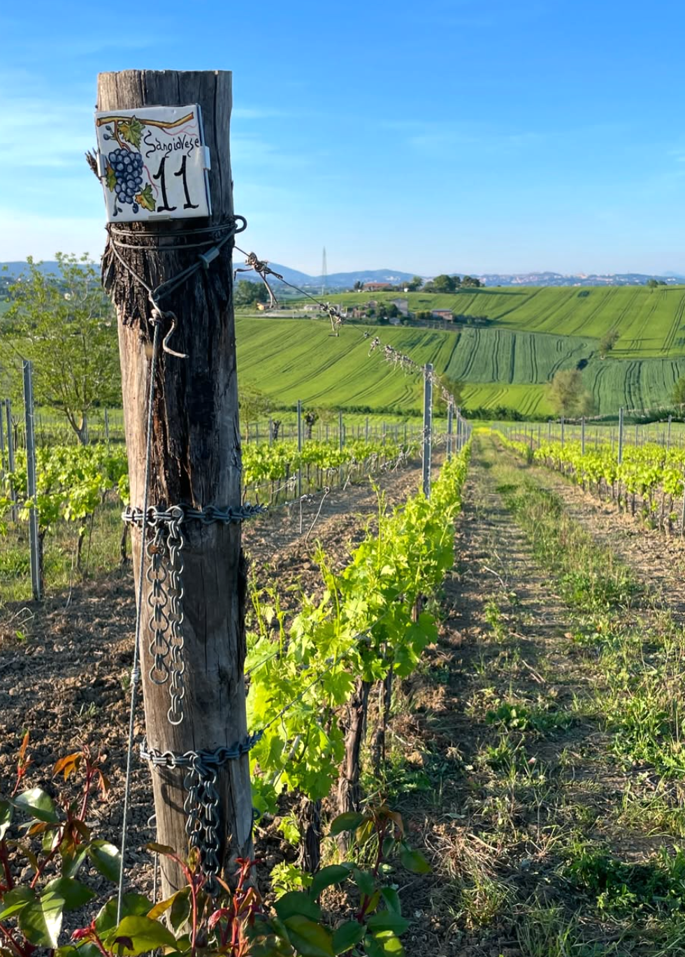 Favorita Wine Resort - Experience and Taste Umbria