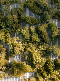 Tonnino - Selected in the vineyard