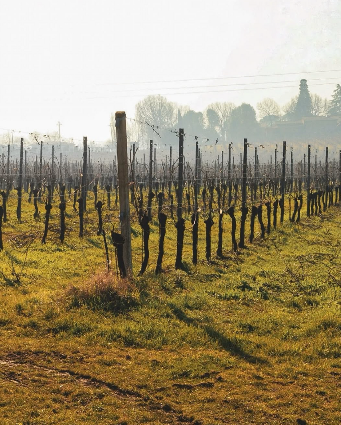 Merlotta - Wine tour e degustazione verticali annate storiche Emilia Romagna Merlotta
