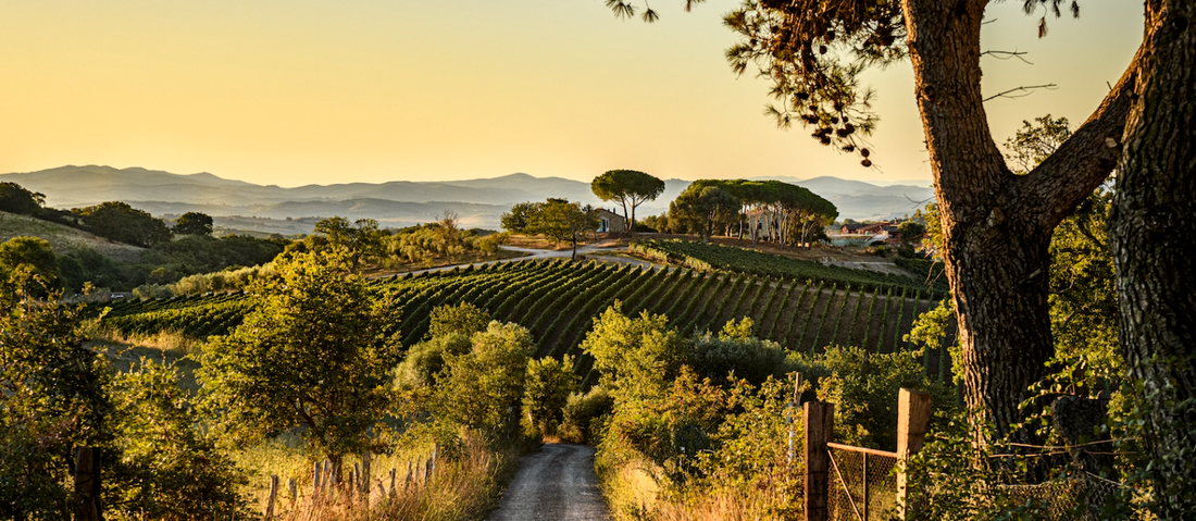Il Quinto - Quinto Tasting Toscana Il Quinto