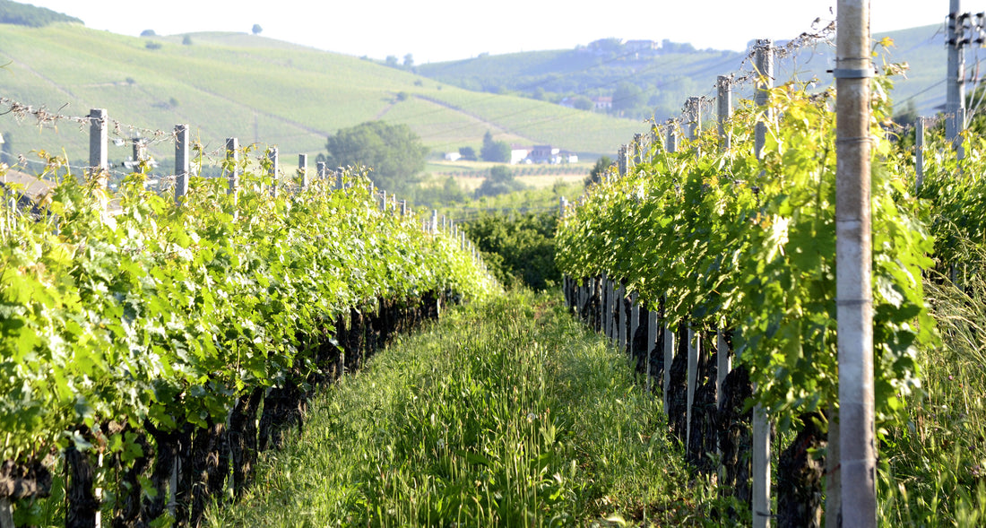 Massimo Rivetti - Degustazione 3 vini Piemonte Massimo Rivetti