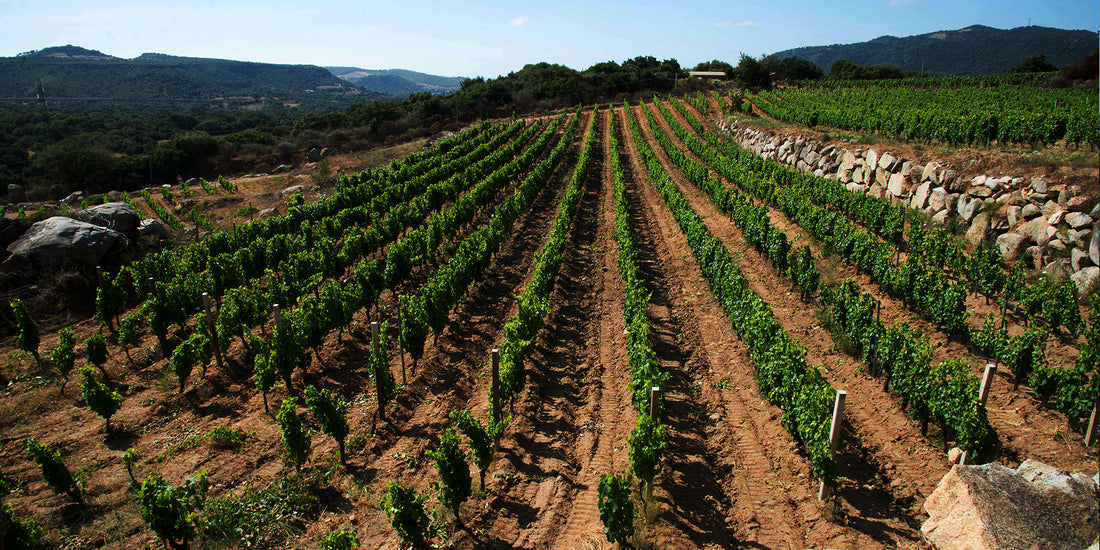 Tenute Gebelias - Degustazione e Visita Sardegna Tenute Gebelias