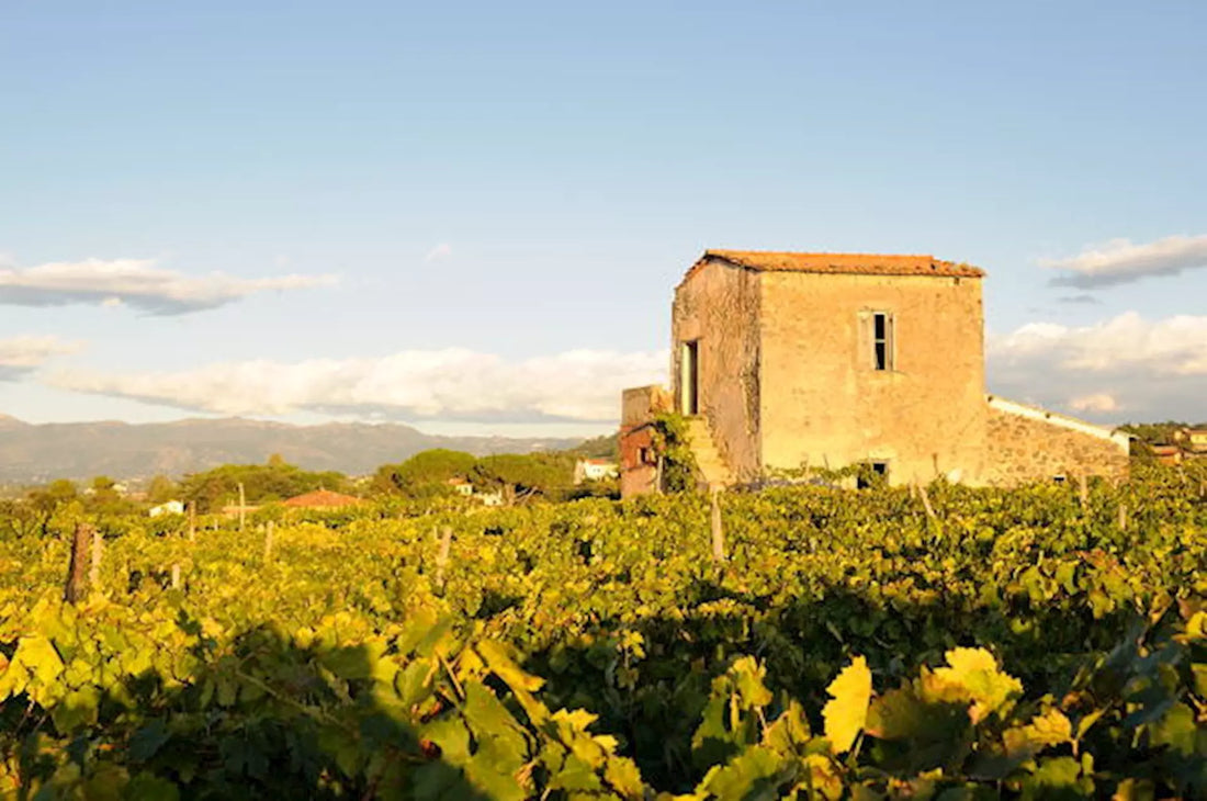 Casale Mattia - Degustazione con light lunch Lazio Casale Mattia