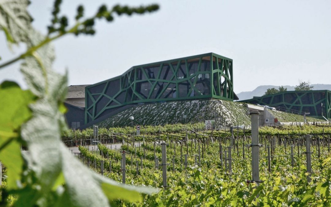 Cantina Tramin - Degustazione Trentino Alto Adige Cantina Tramin