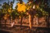 Assirelli wines - Traditional Tasting in the Bolognese Hills