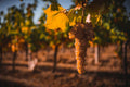 Assirelli wines - Traditional Tasting in the Bolognese Hills