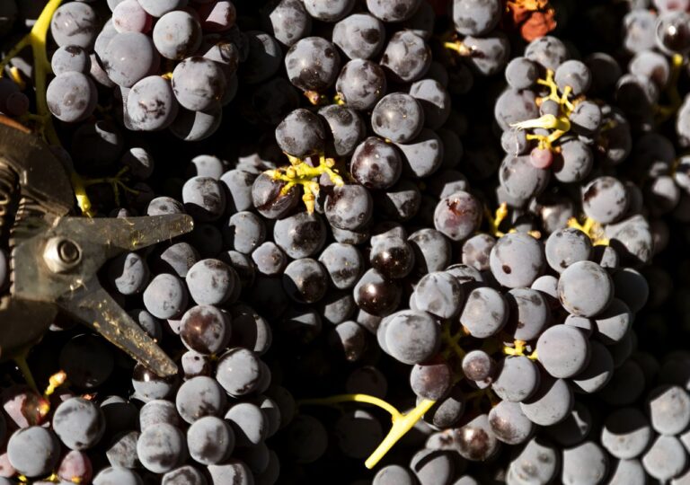Augustali - Nature, Food and Wine