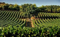Torciano Winery - Helicopter Tour & Tasting