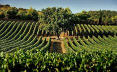 Tenute Silvio Sardi - LA MEMORIA DEL TEMPO: 30 ANNI DI BRUNELLO Toscana Tenute Silvio Sardi