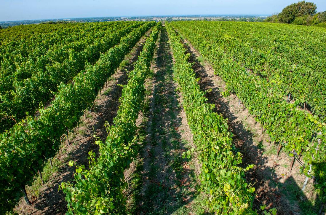 Castello di Torre in Pietra - Degustazione e Tagliere Lazio Castello di Torre in Pietra