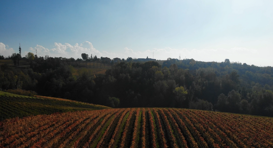 Dosio Vigneti - Alla scoperta di Dosio Vigneti Piemonte Dosio Vigneti