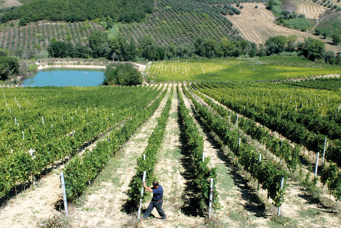 Barone di ValForte - Degustazione DOCG Abruzzo Barone di ValForte