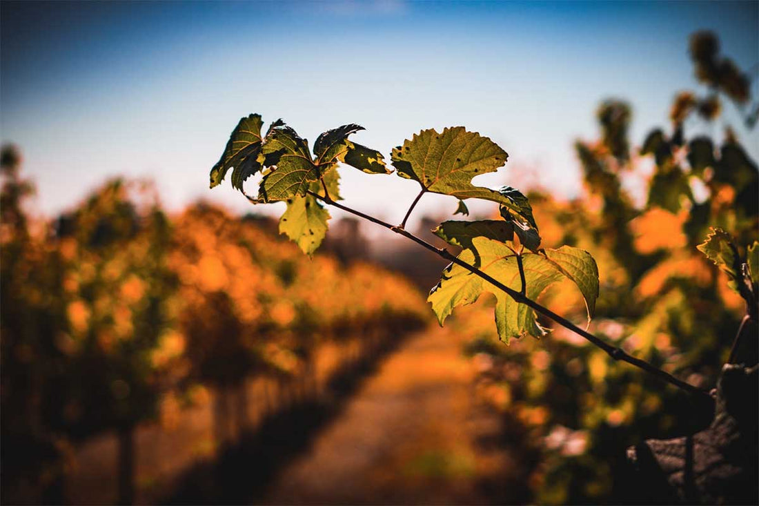 Merlotta - Wine tour e degustazione verticali annate storiche Emilia Romagna Merlotta
