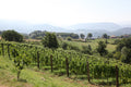 Le Macchie Winery - The Origins