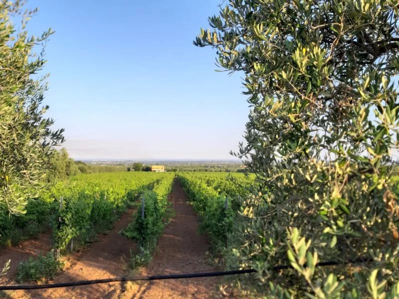 Cantine Domenico Russo - Premium Tasting Puglia Cantine Domenico Russo