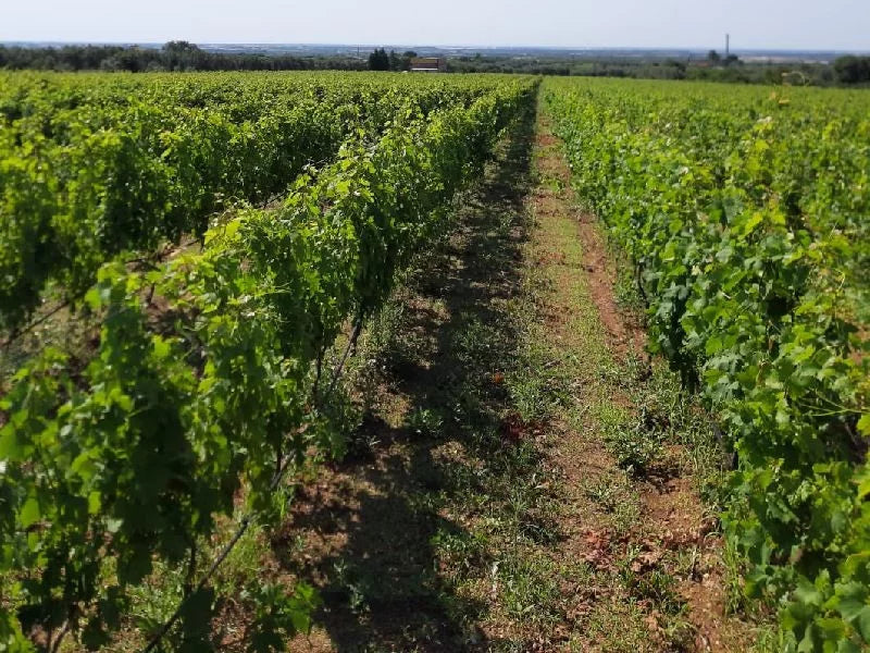 Cantine Domenico Russo - Premium Tasting Puglia Cantine Domenico Russo