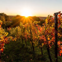 Calatroni wines - Degustazione di 4 metodo classico Lombardia Calatroni wines